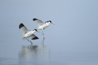 Pied avocet (Recurvirostra avosetta) two adult wading birds in flight landing on a lagoon in