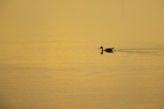 Pied avocet (Recurvirostra avosetta) adult wading bird swimming across a shallow lagoon at sunset,