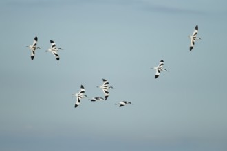 Pied avocet (Recurvirostra avosetta) eight adult wading birds flying in a flock in summer, RSPB