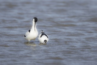 Pied avocet (Recurvirostra avosetta) two adult wading birds in a lagoon with the female bird in