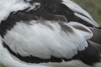 Pied avocet (Recurvirostra avosetta) adult wading bird close up of its wing feathers, England,