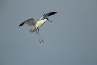 Pied avocet (Recurvirostra avosetta) adult wading bird in flight on approach to land in summer,