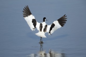 Pied avocet (Recurvirostra avosetta) adult wading bird in flight taking off in summer, RSPB