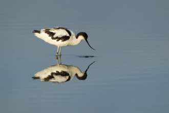 Pied avocet (Recurvirostra avosetta) adult wading bird feeding in a lagoon in summer, RSPB