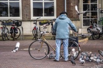 Man feeds pigeons, city pigeons, on the market square of Middelburg, Zeeland, the Netherlands,