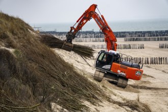 Coastal protection, work on strengthening the dunes with brushwood fences, which are attached to