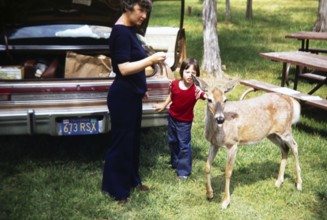 Woman and child with white-tailed deer, Odocoileus virginianus, car with California plate probably