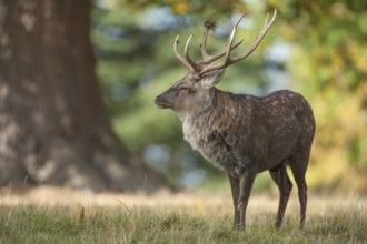 Sika deer (Cervus nippon) adult male stag standing in a woodland clearing in autumn, England,