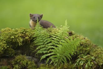 European pine marten (Martes martes) adult mustelid animal on a moss covered stone wall in summer,