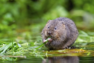 Water vole (Arvicola amphibius) adult rodent animal feeding on reed plant leaves on a pond,