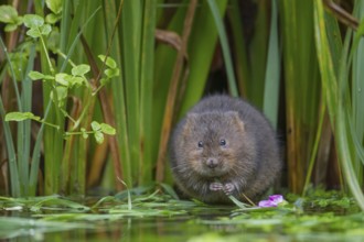 Water vole (Arvicola amphibius) adult rodent animal feeding on plant stems at the edge of a pond,