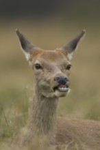 Red deer (Cervus elaphus) adult female hind animal humourously funny sticking its tongue out,