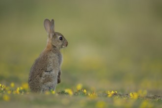 Rabbit (Oryctolagus cuniculus) juvenile baby wild bunny animal amongst yellow wildflowers in