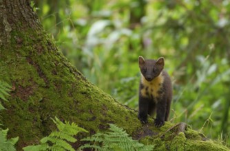 European pine marten (Martes martes) adult mustelid animal on a tree root in a woodland in summer,