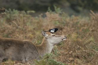 Red deer (Cervus elaphus) adult female hind animal with a Magpie (Pica pica) bird on its head in