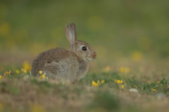 Rabbit (Oryctolagus cuniculus) juvenile baby wild bunny animal resting on grassland in summer,