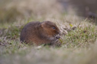 Water vole (Arvicola amphibius) adult rodent animal feeding on a river bank, England, United