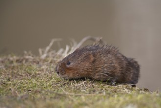 Water vole (Arvicola amphibius) adult rodent animal searching for food on a river bank, England,