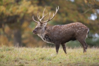 Sika deer (Cervus nippon) adult male stag roaring during the rutting season in a woodland clearing