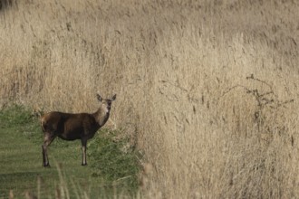 Red deer (Cervus elaphus) adult female hind animal standing on a grass path through a reedbed, RSPB