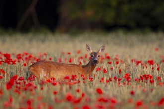 Roe deer (Capreolus capreolus) adult female doe animal feeding on a poppy flower in a farmland