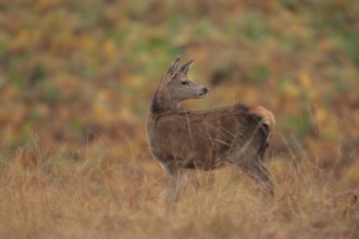 Red deer (Cervus elaphus) juvenile female hind fawn animal standing on in grassland in autumn,