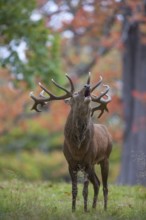 Red deer (Cervus elaphus) adult male stag animal roaring during the rutting season in autumn,