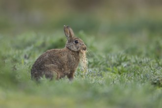 Rabbit (Oryctolagus cuniculus) adult wild bunny animal carrying grass in its mouth for nesting or