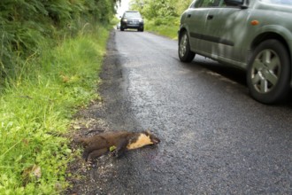 European pine marten (Martes martes) adult mustelid animal dead on a road with cars driving along