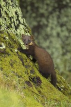 European pine marten (Martes martes) adult mustelid animal on a tree trunk in a woodland in summer,