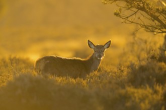 Red deer (Cervus elaphus) juvenile female hind fawn animal standing in heathland at sunset,