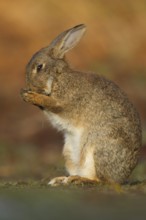 Rabbit (Oryctolagus cuniculus) adult wild bunny animal washing its face in spring, Suffolk,