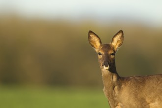 Roe deer (Capreolus capreolus) adult female doe animal head portrait in spring, Norfolk, England,