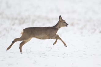 Roe deer (Capreolus capreolus) adult female doe animal running across a snow covered field in