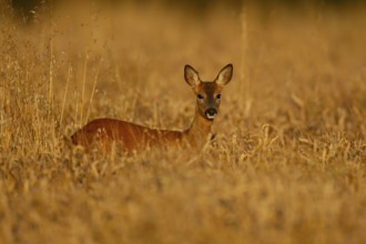 Roe deer (Capreolus capreolus) adult female doe animal standing in a farmland cereal field in