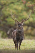 Sika deer (Cervus nippon) adult male stag standing in a woodland clearing in autumn, England,
