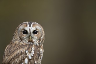 Tawny owl (Strix aluco) adult bird head portrait in a woodland in autumn, England, United Kingdom