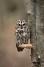 Tawny owl (Strix aluco) adult bird resting on a Bracket fungi on a Silver birch tree in a woodland