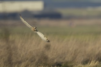 Short-eared owl (Asio flammeus) adult bird hunting in flight over grassland in winter, England,