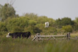 Barn owl (Tyto alba) adult bird hunting over a meadow with a cow farm animal in the background,