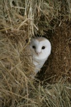 Barn owl (Tyto alba) adult bird looking out of a farm straw bale haystack, England, United Kingdom