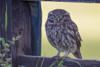 Little owl (Athene noctua) adult bird on a fence, England, United Kingdom