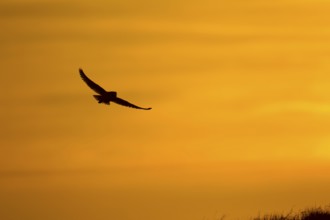 Barn owl (Tyto alba) adult bird in flight silhouette at sunset, England, United Kingdom