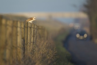 Barn Owl (Tyto alba) adult bird perched on a roadside fence post with oncoming cars traffic,