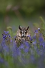 Long eared owl (Asio otus) adult bird amongst flowering bluebell flowers in a woodland in spring,