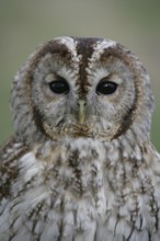 Tawny owl (Strix aluco) adult bird head portrait, England, United Kingdom