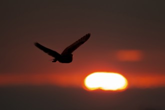 Barn owl (Tyto alba) adult bird flying silhouette at sunset, England, United Kingdom
