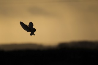 Barn owl (Tyto alba) adult bird hovering hunting in flight silhouette at sunset, England, United
