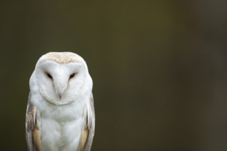 Barn owl (Tyto alba) adult bird head portrait, England, United Kingdom