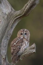 Tawny owl (Strix aluco) adult bird resting on a tree branch in a woodland in autumn, England,
